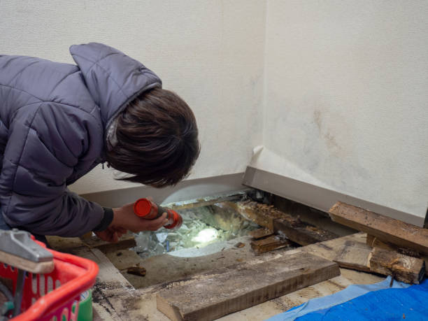 Best Black Mold Removal  in Minerva Park, OH